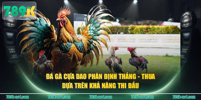 Đá gà cựa dao phân định thắng - thua dựa trên khả năng thi đấu